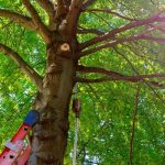 Quality Tree Care Services for Every Season