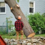 Licensed and Insured Tree Removal Service in Jackson MI