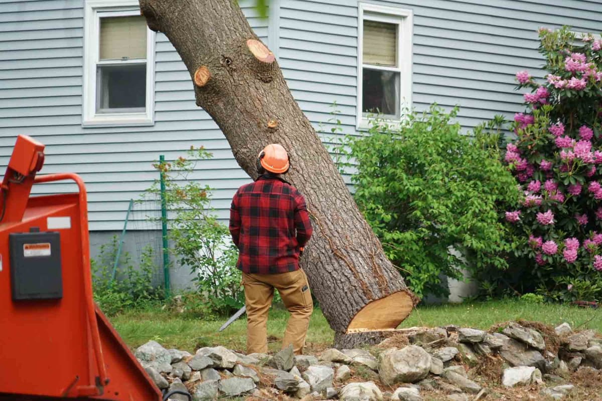 Licensed and Insured Tree Removal Service in Jackson MI