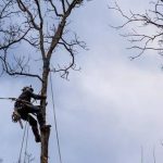 Licensed Tree Cutting Service with Affordable Pricing