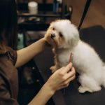 Pet Grooming Port St. Lucie Experts Shampoochi Day Spa Mobile Grooming