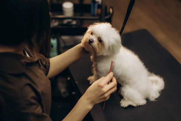 Pet Grooming Port St. Lucie Experts Shampoochi Day Spa Mobile Grooming