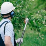 Local Tree Trimming Near Me for Safe Branch and Limb Removal