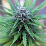 THCA Pre Roll Flavor Guide Lemon Gas and Cookies Compared